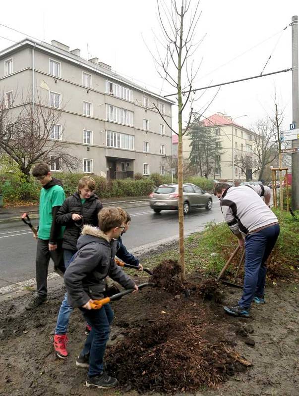 Na výsadbu nových javorů se přišly podívat i je pomoci zasadit děti z ústeckého domu dětí a mládeže. 