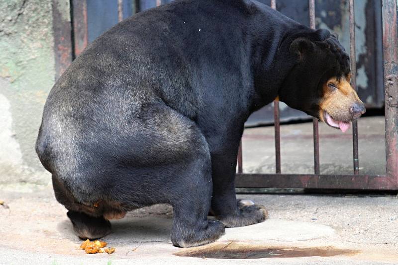 Medvěd malajský v Zoo Ústí nad Labem