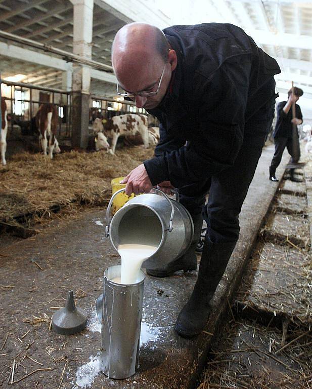 Patrně nějvětší zážitek byl při krmení telátek pomocí hliníkové bandasky s dudlíkem. Naopak nasazování dojící soupravy mezi stojícími kravami nebylo příjemné ani na okamžik.