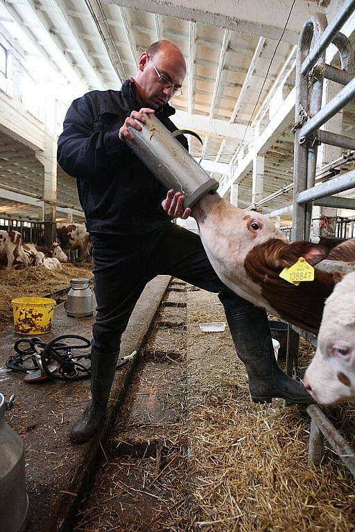 Patrně nějvětší zážitek byl při krmení telátek pomocí hliníkové bandasky s dudlíkem. Naopak nasazování dojící soupravy mezi stojícími kravami nebylo příjemné ani na okamžik.