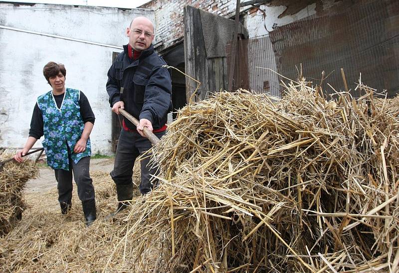 Patrně nějvětší zážitek byl při krmení telátek pomocí hliníkové bandasky s dudlíkem. Naopak nasazování dojící soupravy mezi stojícími kravami nebylo příjemné ani na okamžik.