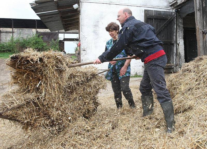 Patrně nějvětší zážitek byl při krmení telátek pomocí hliníkové bandasky s dudlíkem. Naopak nasazování dojící soupravy mezi stojícími kravami nebylo příjemné ani na okamžik.