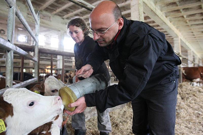 Patrně nějvětší zážitek byl při krmení telátek pomocí hliníkové bandasky s dudlíkem. Naopak nasazování dojící soupravy mezi stojícími kravami nebylo příjemné ani na okamžik.