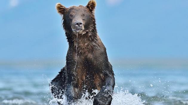 Kamchatka brown bear, Kuril Lake, Kamchatka.