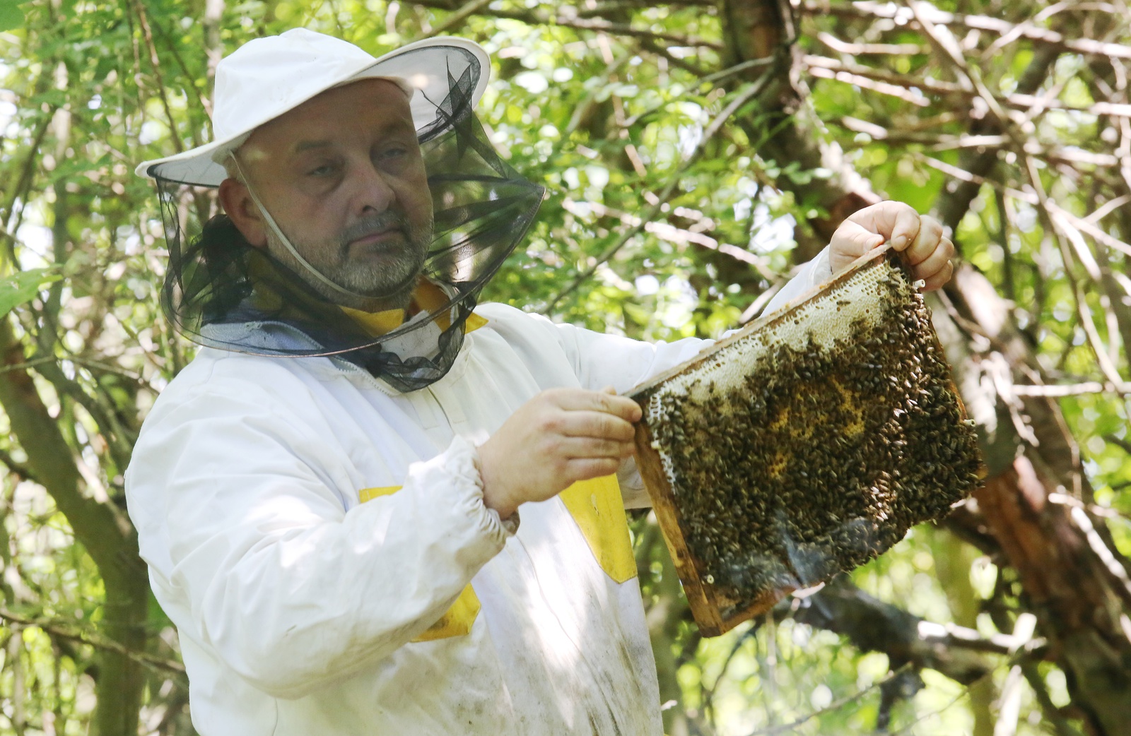 FOTO: Zloději kradou včelařům jejich miláčky po milionech - Teplický deník