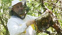 Škoda je téměř 160 tisíc korun. Včelaři zůstal na stanovišti pouze jeden úl s oddělkem.