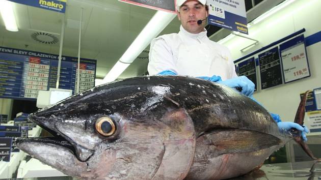 FOTO: Pětačtyřicetikilový tuňák přicestoval do Ústí letadlem - Ústecký deník