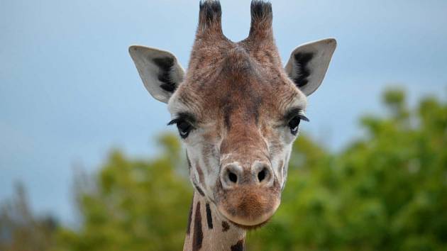 Ve čtvrtek do ústecké zoo Na skok do Afriky.