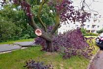 Částečně vyvrácený strom v ústecké ulici Jana Zajíce