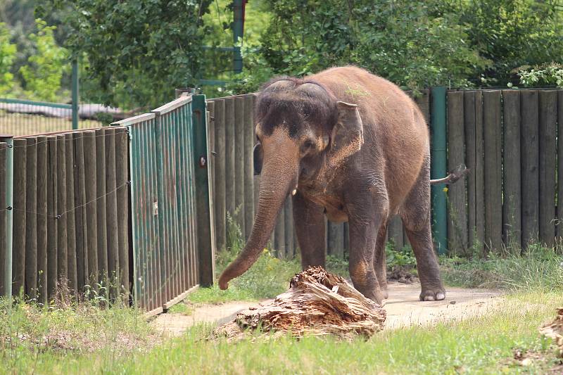 Zoo Ústí nad Labem - slon indický