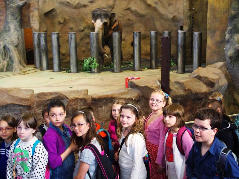 Vysvědčení v pavilonu slonů dostali žáci ze Základní školy Anežky České.