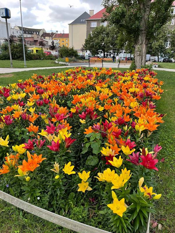 Rozkvetlé záhony lilií v parku naproti soudu v Ústí nad Labem.