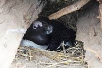 U tučňáků brýlových v ústecké zoo se vylíhla dvě mláďata