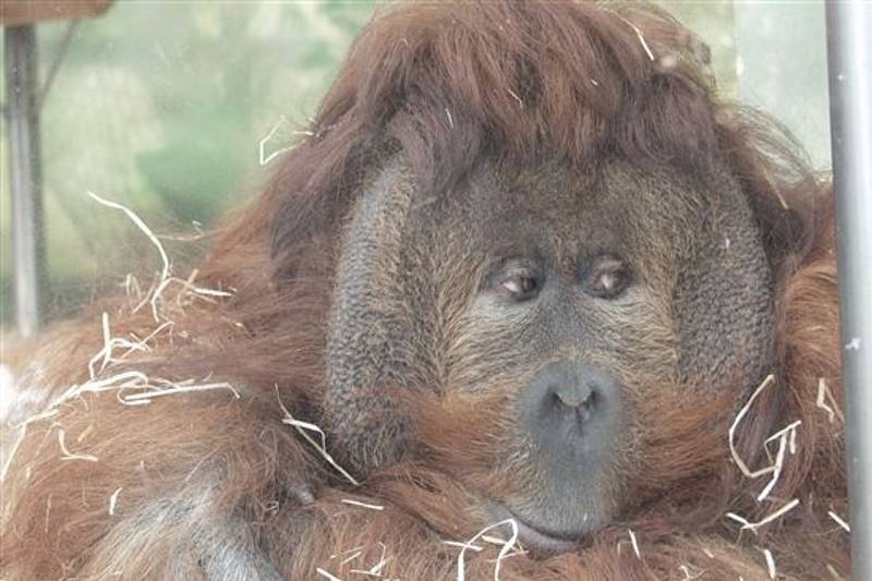 Orangutan Ferda v ústecké zoo.