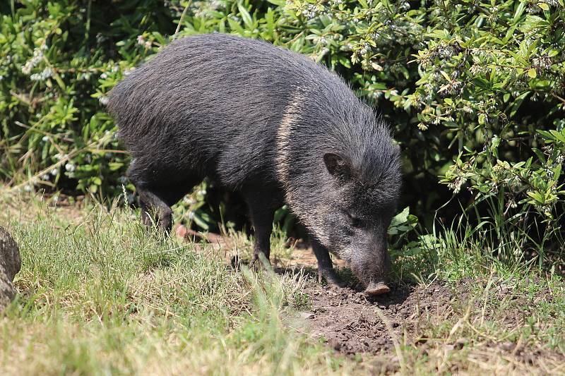 Zoo Ústí nad Labem  - pekari páskovaný