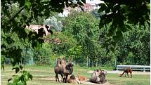 Návštěva ústecké zoo.