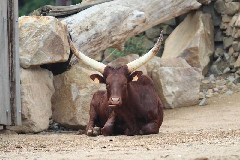 Zoo Ústí nad Labem