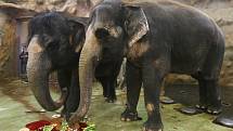 Třicet let od svého příchodu do ústecké zoo oslavila slonice Kala. 