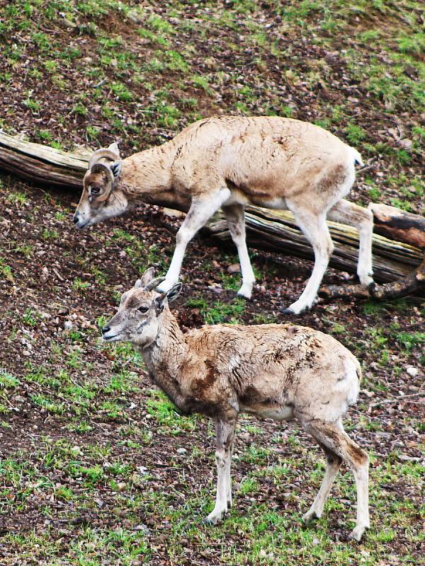 První den po znovuotevření zoologických zahrad nepřálo počasí, přesto si fanoušci do zahrady v Chomutově cestu našli.