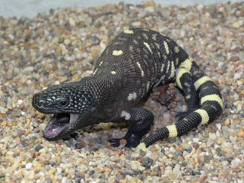 Unikátní odchov korovce mexického v ústecké zoo.