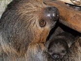 Mládě lenochoda se v ústecké zoo narodilo 1. ledna 2017.