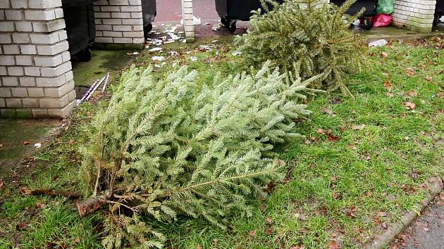 Vánoční stromky v Ústí nad Labem opět zamíří do kompostárny.