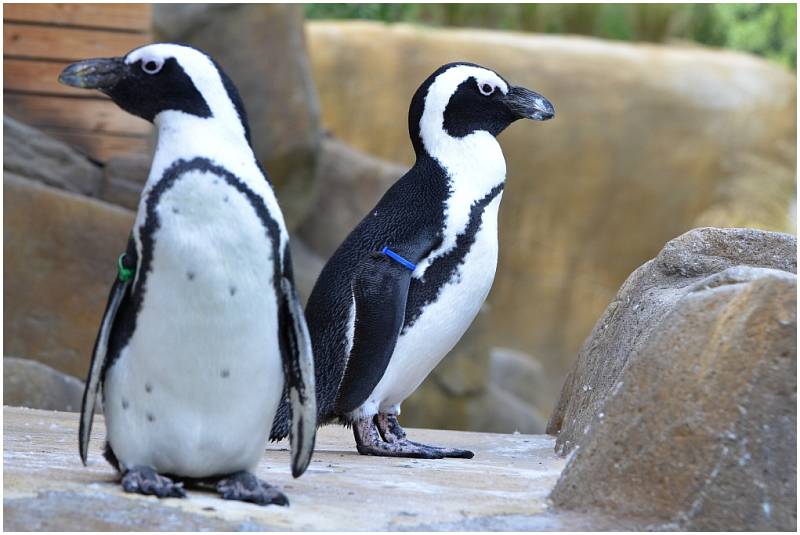 Návštěva ústecké zoo.