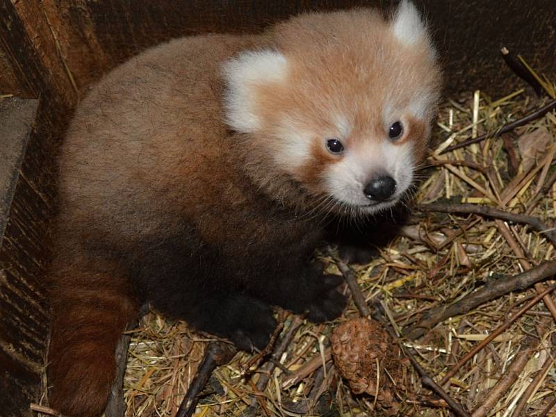 Mládě pandy červené v ústecké zoo.