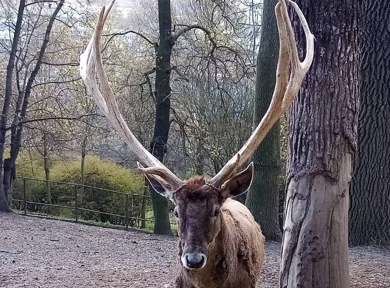 Desaterák Max shodil v ústecké zoo paroží vážící přes 7 kilogramů.