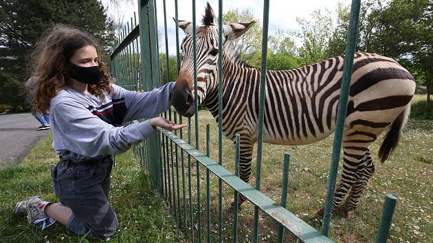 Zoologická zahrada v Ústí nad Labem po koronavirové krizi znovu otevřela. Návštěvníků ale nebylo mnoho a v rozsáhlém areálu se hodně rozptýlili.