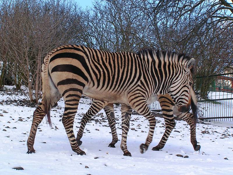 Zebry Hartmannové v ústecké zoo.