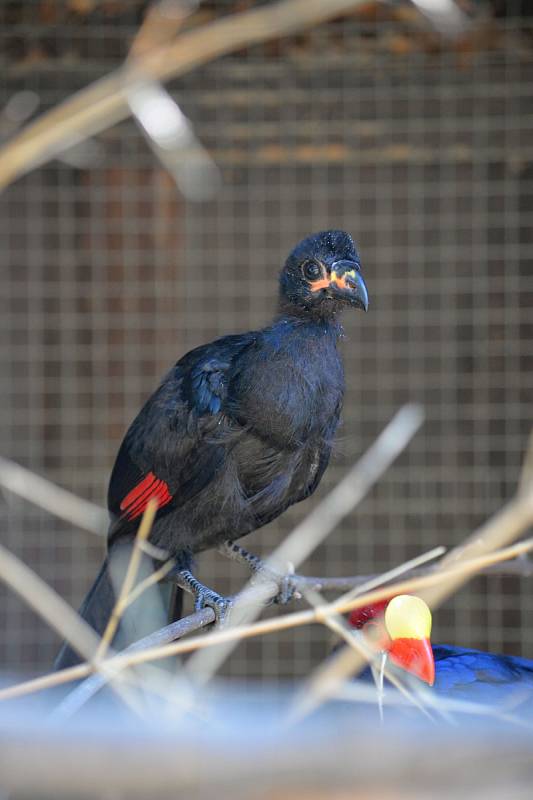 Ústecké zoo se podařili zajímavé ptačí odchovy. Na snímku turako fialový.