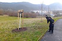 Partička v Neštěmicích zničila nové stromořadí