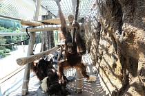 Ústečtí orangutani mají opravenou expozici.