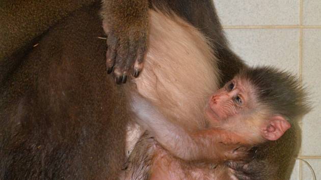 Nejnovějším přírůstkem zoologické zahrady je mládě mandrila rýholícího. 