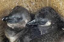 Mláďata tučňáka brýlového v ústecké zoo prospívají