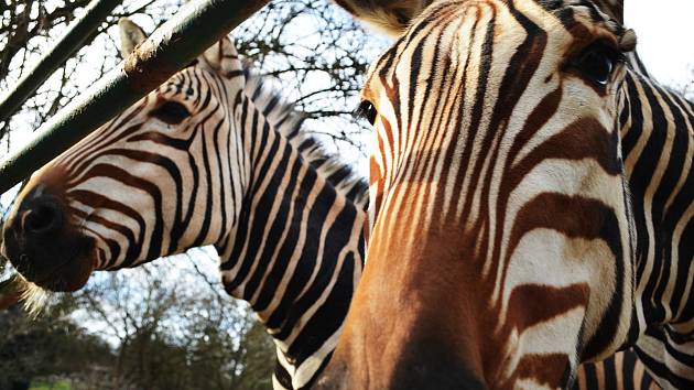 Zoo v Ústí nad Labem musí být kvůli opatřením proti šíření koronaviru uzavřena. 