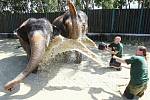 Pracovníky ústecké zoologické zahrady zachytil objektiv fotoaparátu při osvěžování slonů.