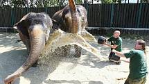 Pracovníky ústecké zoologické zahrady zachytil objektiv fotoaparátu při osvěžování slonů.