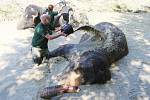 Pracovníky ústecké zoologické zahrady zachytil objektiv fotoaparátu při osvěžování slonů.