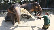 Pracovníky ústecké zoologické zahrady zachytil objektiv fotoaparátu při osvěžování slonů.