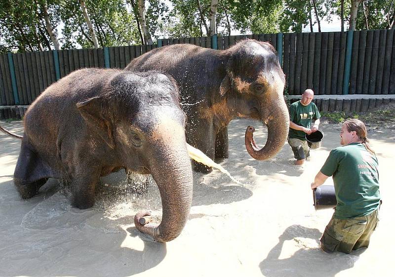 Pracovníky ústecké zoologické zahrady zachytil objektiv fotoaparátu při osvěžování slonů.