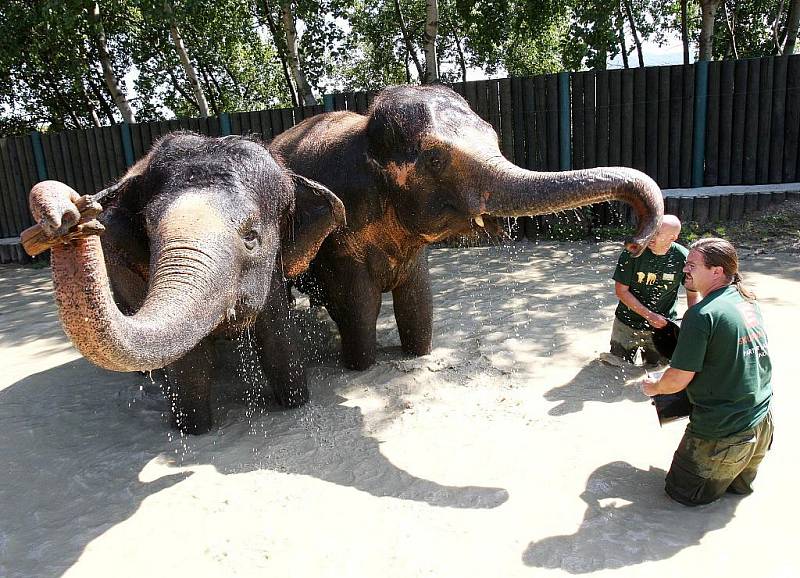 Pracovníky ústecké zoologické zahrady zachytil objektiv fotoaparátu při osvěžování slonů.