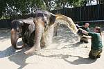 Pracovníky ústecké zoologické zahrady zachytil objektiv fotoaparátu při osvěžování slonů.