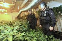 Ústečtí policisté objevili další pěstírnu marihuany. 