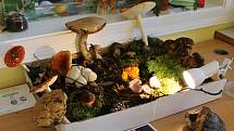 Výstava hub v ústeckém muzeu