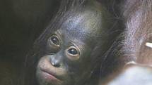 Mládě orangutana bornejského v ústecké zoo.