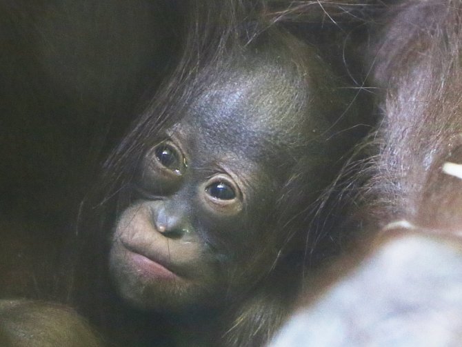 Mládě orangutana bornejského v ústecké zoo.