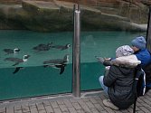 Ústecká zoo zve na pololetní prázdniny s tučňáky.