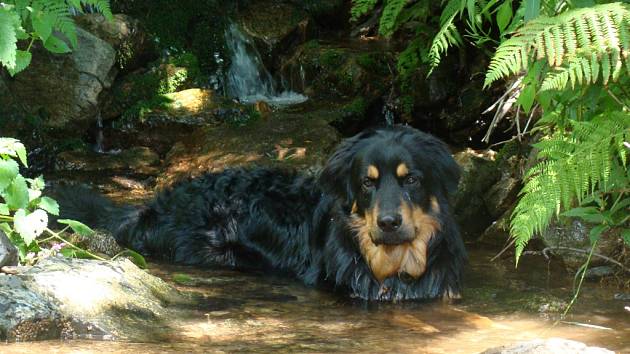 Koupání v přírodě je přirozený způsob ochlazení psa v parném létě. Ilustrační foto. 